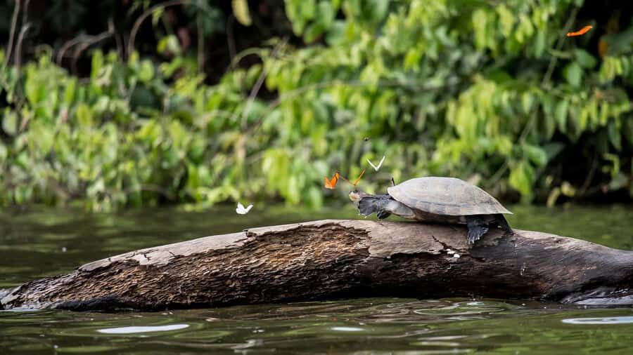 Puerto Maldonado: 2-Day Peruvian Tambopata Jungle Trip - Day 2: Lake Sandoval hike through the rainforest and canoe time on the water