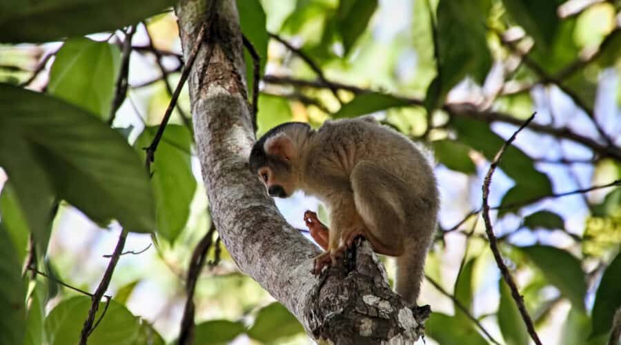 Puerto Maldonado: 2-Day Peruvian Tambopata Jungle Trip - The guide makes a difference: what good guiding feels like here