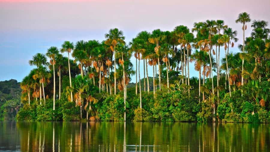 Puerto Maldonado: 2-Day Peruvian Tambopata Jungle Trip - Day 1: canopy tower, zip-line, and the Madre de Dios River caiman hunt