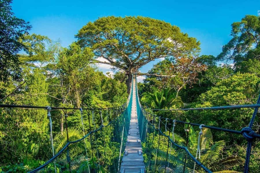 Puerto Maldonado: Jungle Adventure |Zipline + Canopy + Kayak - Zip lines: fun speed, and what to verify