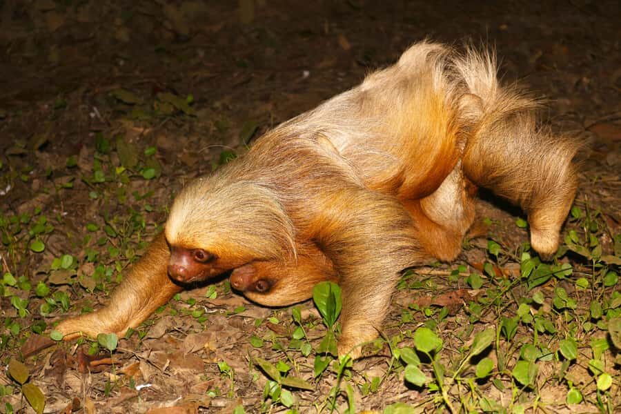 Puerto Maldonado: Jungle Night Tour with Sloths & Tarantulas - Price and value: is $45 worth it?