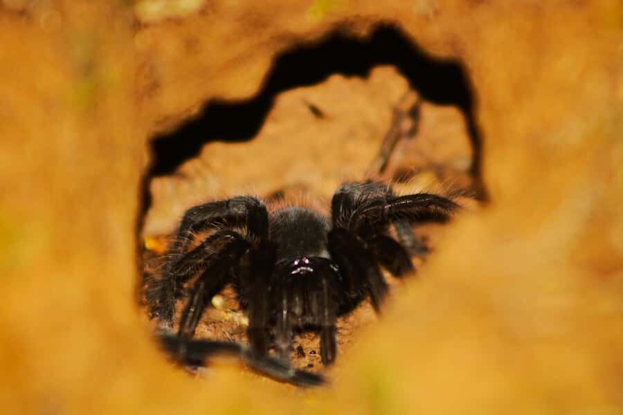 Puerto Maldonado: Jungle Night Tour with Sloths & Tarantulas - What you might see: tarantulas, sloths, and the extras