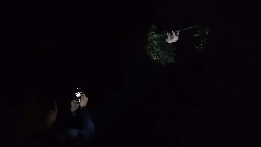 Puerto Maldonado: Jungle Night Tour with Sloths & Tarantulas - Group size and walking style: why it affects your night