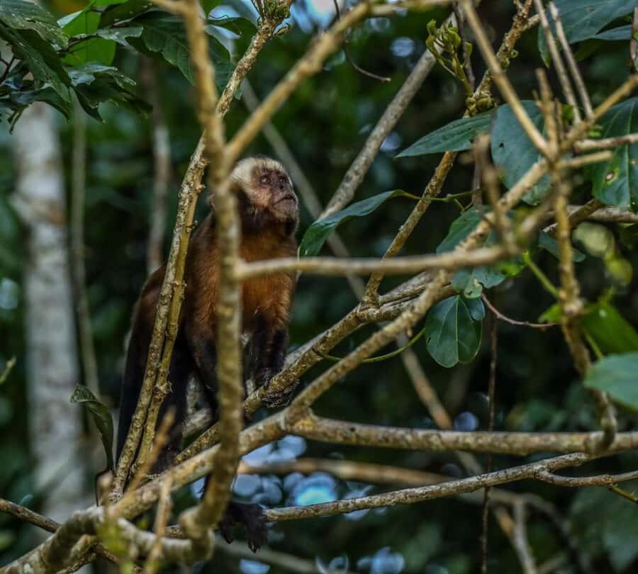 Puerto Maldonado: Sandoval Lake Full-Day Trip with Canoeing - Guide language and how small groups shape your day