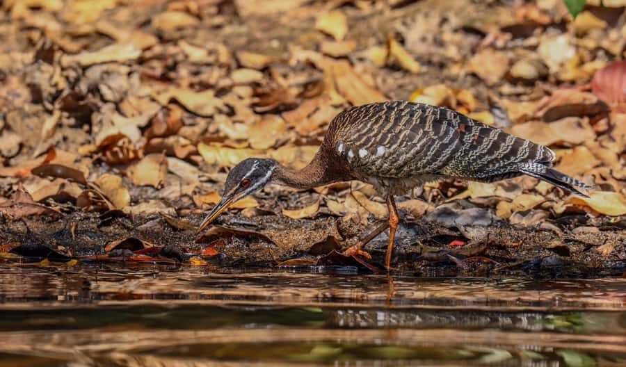 Puerto Maldonado: Sandoval Lake Full-Day Trip with Canoeing - Wildlife sightings: what to aim for and how to handle a quiet day