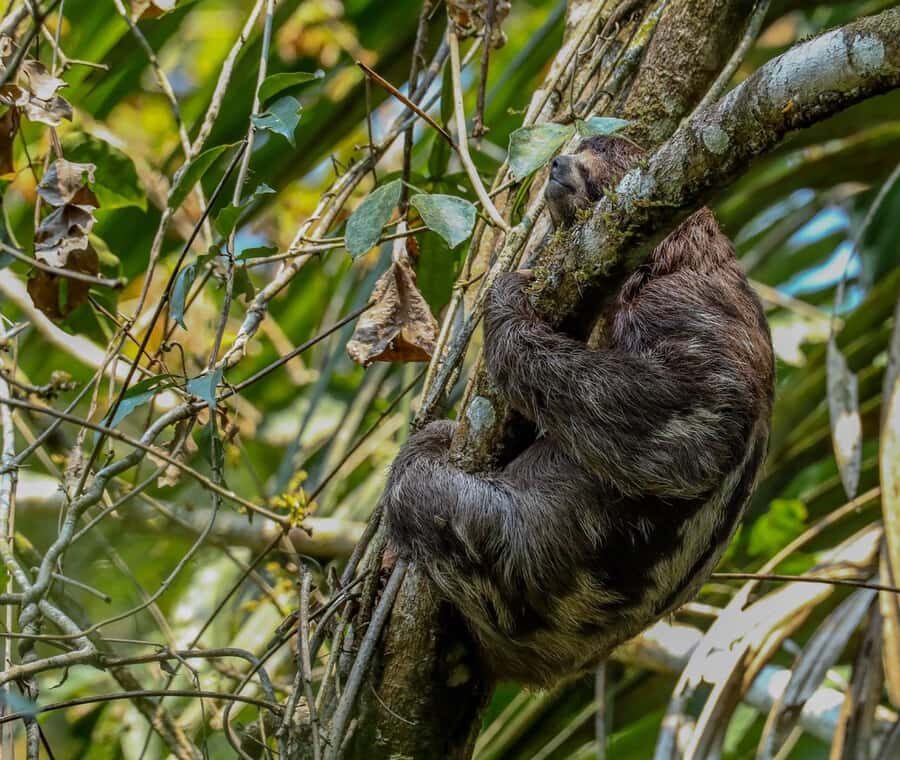 Puerto Maldonado: Sandoval Lake Full-Day Trip with Canoeing - Walking into Tambopata: a 55-minute jungle walk with real wildlife viewing