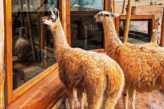 Quad bikes in Moray and Salineras and Picnic with llamas - ATV morning from Cusco: Cruzpata’s instructions and Sacred Valley views