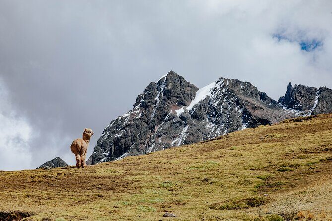 Rainbow Mountain and Red Valley Hike – 2 Days / 1 Night - Day 2 Wake-Up: Coca Tea, Vinicunca Sunrise Views, and a One-Hour Push