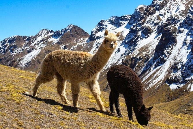 Rainbow Mountain in Cusco Full Day Tour - Breakfast in Pitumarca and Village Views on the Way to Hanchipata–Quesiuno