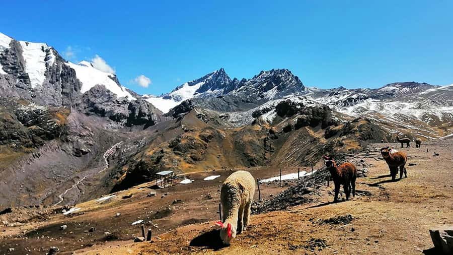 Rainbow Mountain tour and Machu Picchu tour by train - Price and value: is $370 worth it for this two-day combo?