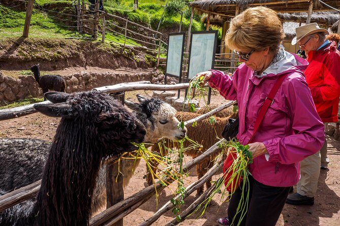 Sacred Valley and Machu Picchu Tour in 2 days with Peru Vip - Sunrise buses and a guided Machu Picchu walkthrough: what you’ll feel at the site