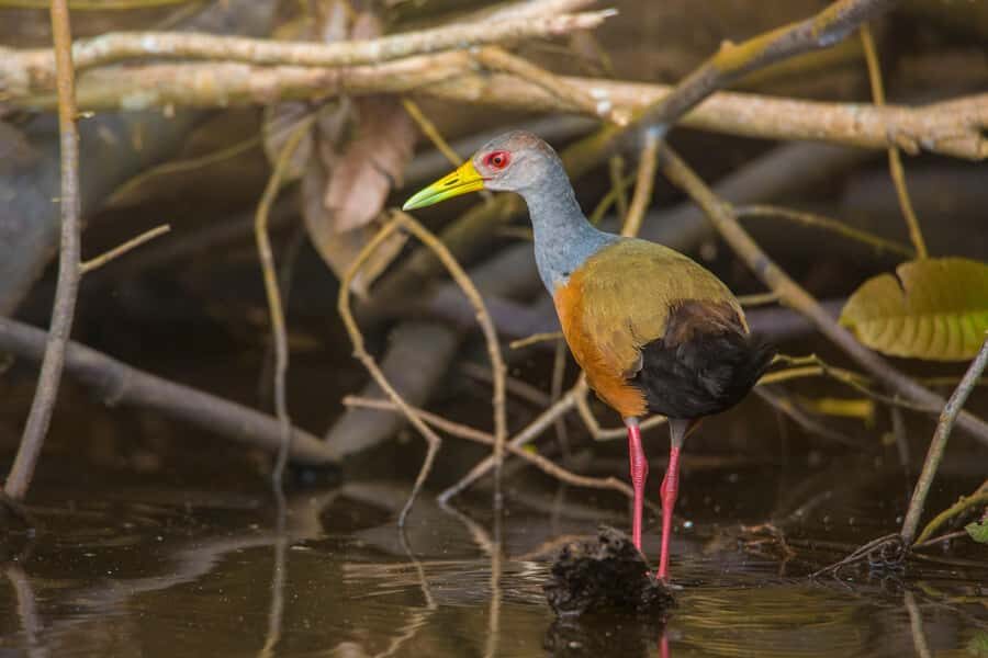 Sandoval Lake & Parrot Clay lick 3 Days/2 Nights - Key things to know before you go