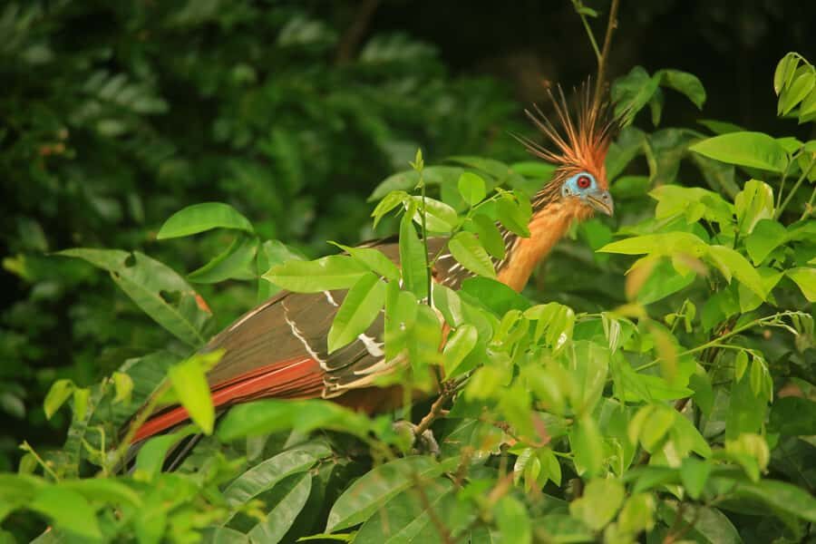 Sandoval Lake & Parrot Clay lick 3 Days/2 Nights - The Sandoval Lake day: 3 km in the rainforest, then a rowing boat