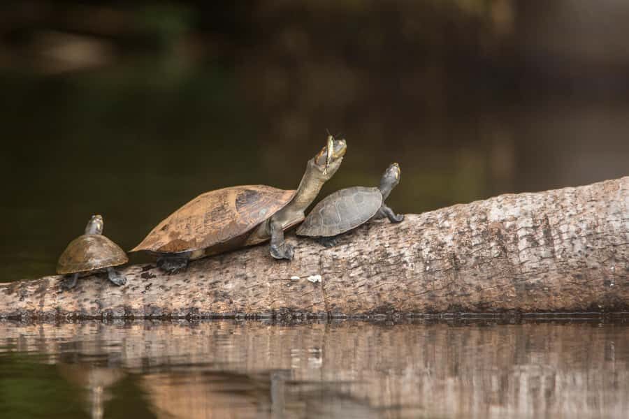 Sandoval Lake & Parrot Clay lick 3 Days/2 Nights - Night walk: when the rainforest changes from loud to quiet