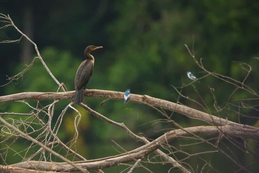 Sandoval Lake & Parrot Clay lick 3 Days/2 Nights - Entering the Tambopata jungle world from MonteAmazonico Lodge
