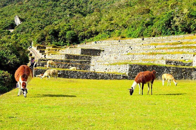 Small Group: 4-Day Inca Trail Trek to Machu Picchu - What’s included: camp life, guides, and the meals that keep you moving