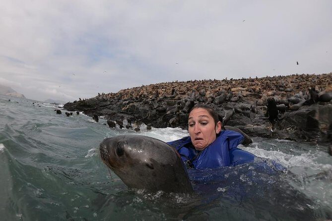 Swimming with Sea Lions in Lima - Why Palomino Island Is the main event for sea lions