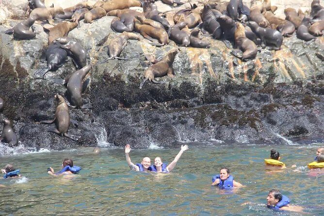 Swimming with Sea Lions in Lima - Who this sea lion swim fits best (and who should think twice)