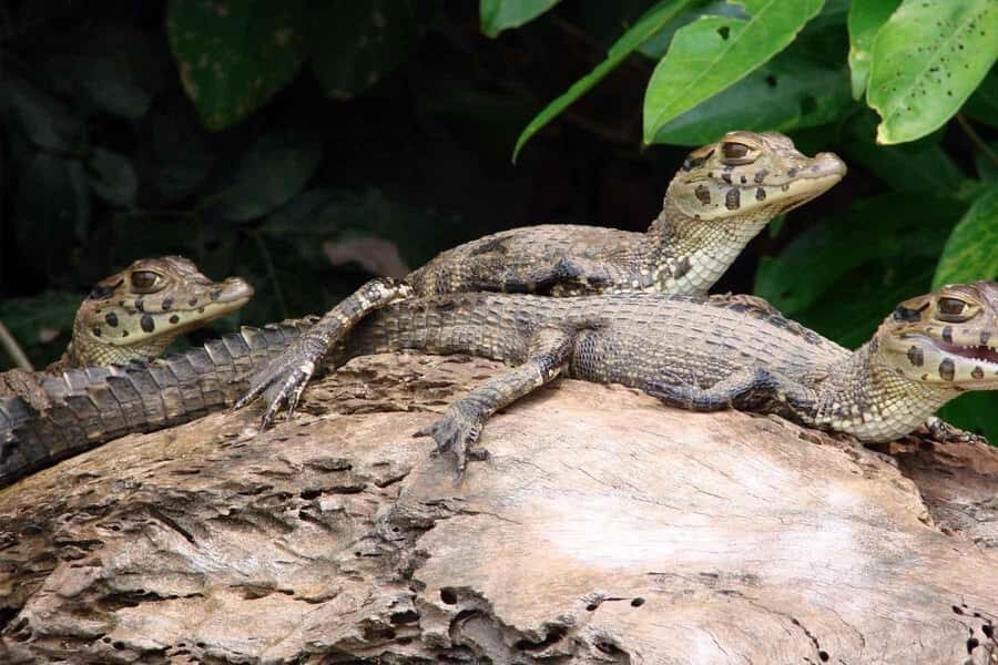 Tambopata: Lake Sandoval Canoeing with Lunch - Should you book Tambopata: Lake Sandoval Canoeing with Lunch?