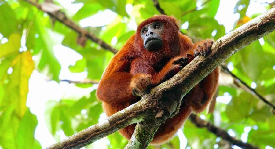 Tambopata: Lake Sandoval Canoeing with Lunch - FAQ