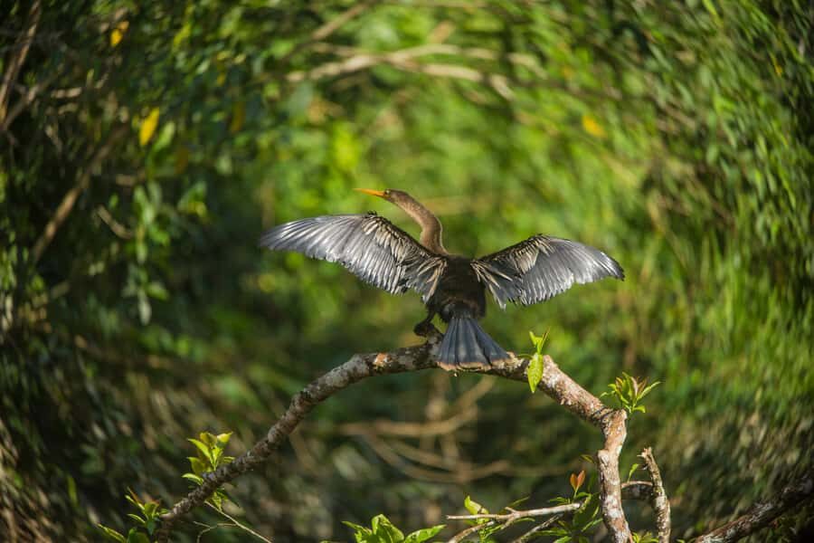 Tambopata Macaw Clay Lick 3 days/2 nights - Key Points You Should Know Before You Go