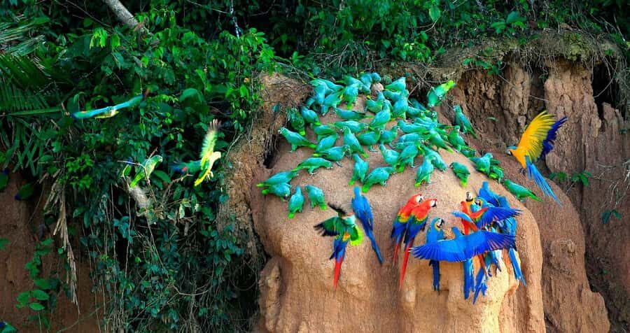 Tambopata Macaw Clay Lick 3 days/2 nights - Getting Into the Rainforest: Day 1 Arrival, Transfers, and Intro Walk