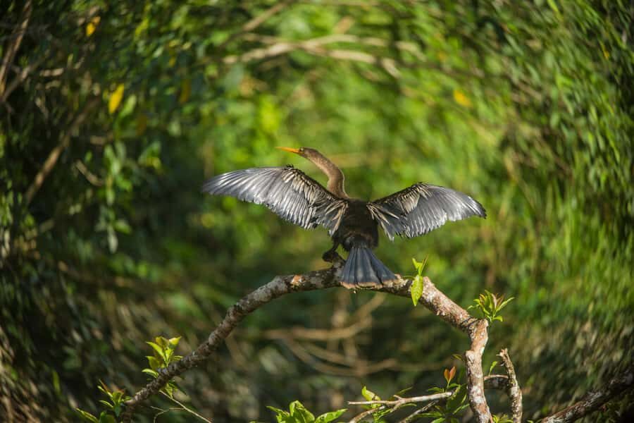 Tambopata Macaw Clay Lick 4 days/3 nights - Key highlights to look forward to