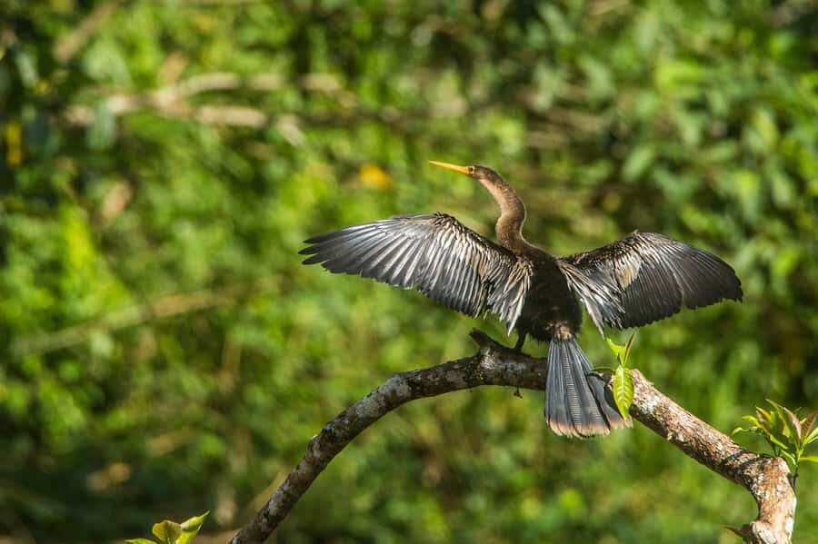 Tambopata Macaw Clay Lick 4 days/3 nights - Day 4: 30-meter canopy walkway for toucans and macaws, then the trip back