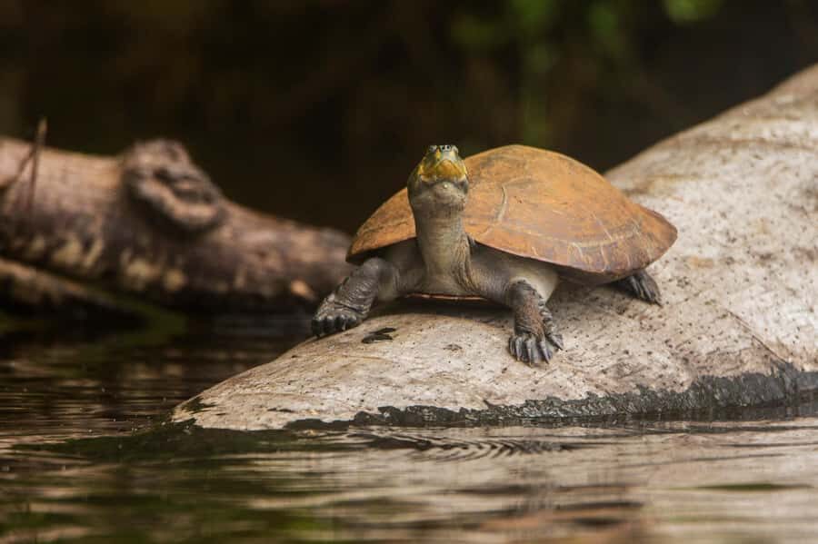 Tambopata Macaw Clay Lick 5 days/4 nights - Beyond the macaws: botanical garden, kayaking, and night-walk options