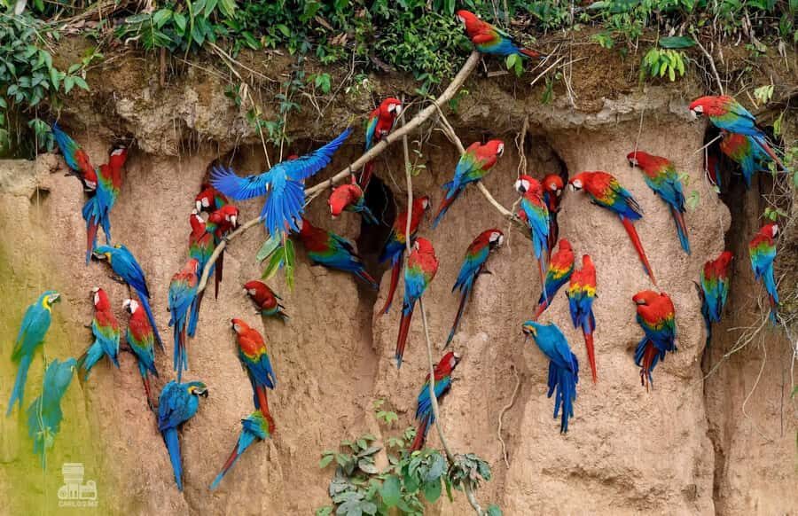 Tambopata Macaw Clay Lick 5 days/4 nights - Price and value: what $540 covers, and what can add up