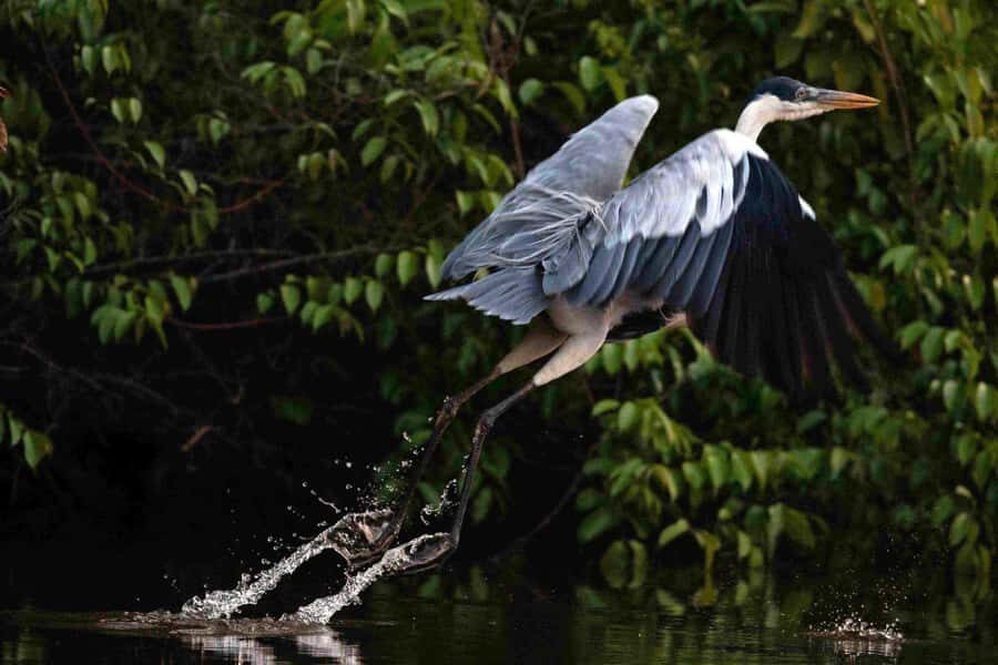 Tambopata: Multi-Day Amazon Rainforest Tour with Local Guide - Getting to Puerto Maldonado and syncing your timing