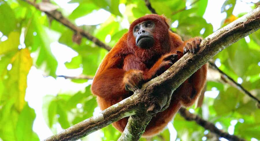 Tambopata: Multi-Day Amazon Rainforest Tour with Local Guide - Day 2: Rainforest hike, Lake Sandoval canoeing, and a second zip-line burst