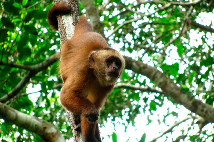 Tambopata: Multi-Day Amazon Rainforest Tour with Local Guide - Lodge life in the Amazon: what “basic” means for your comfort
