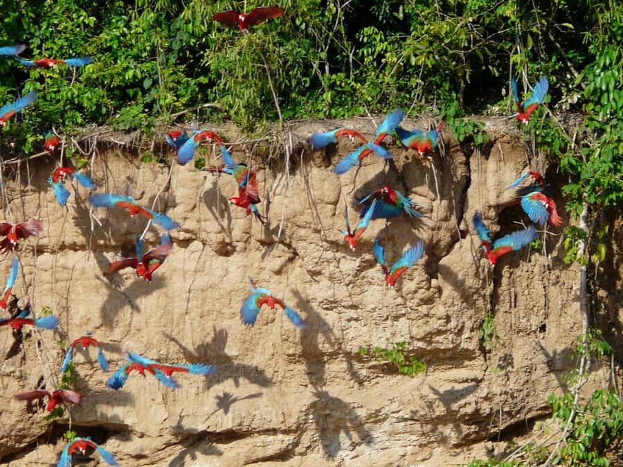 Tambopata National Reserve Tour 3 Days - Key things to know before you go