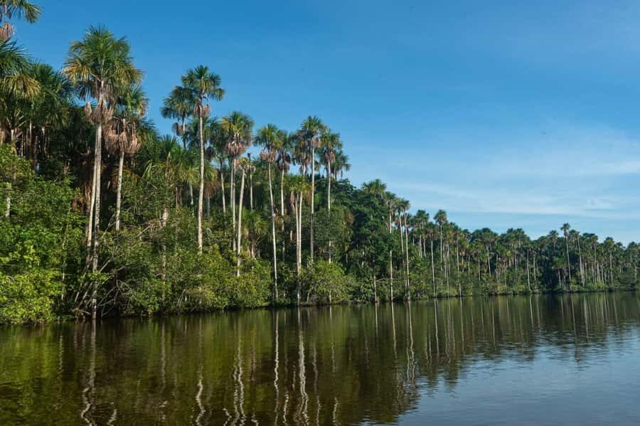 Tambopata National Reserve Tour 3 Days - Day 3: Cachuela clay lick for parrots, native family visit, and sport fishing
