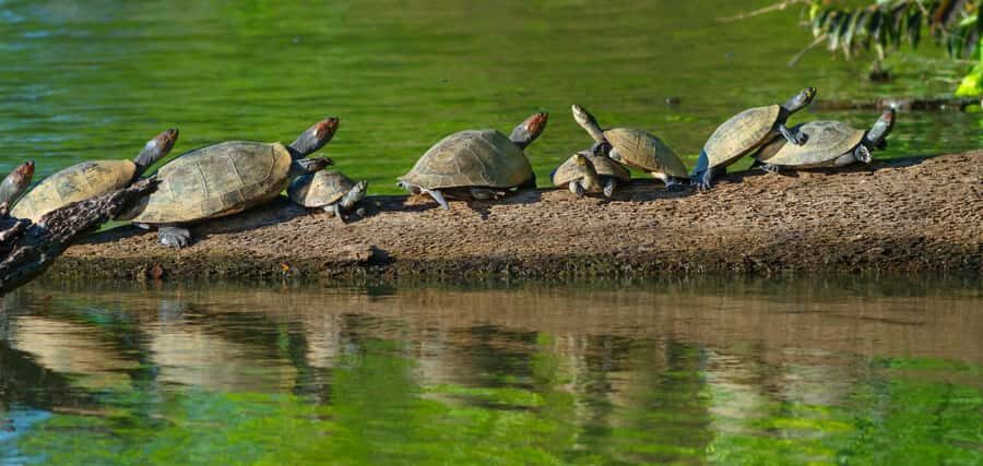 Tambopata National Reserve Tour 3 Days - Getting to the lodge: Puerto Maldonado to Paradise Amazon Ecolodge