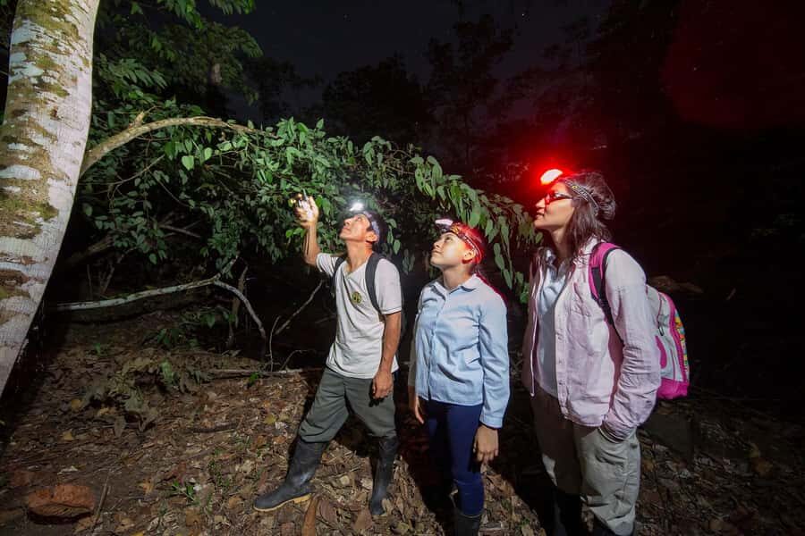 Tambopata Rainforest Night Walk & River Exploration - Tambopata Night Walk: What Happens After 4 PM in the Amazon