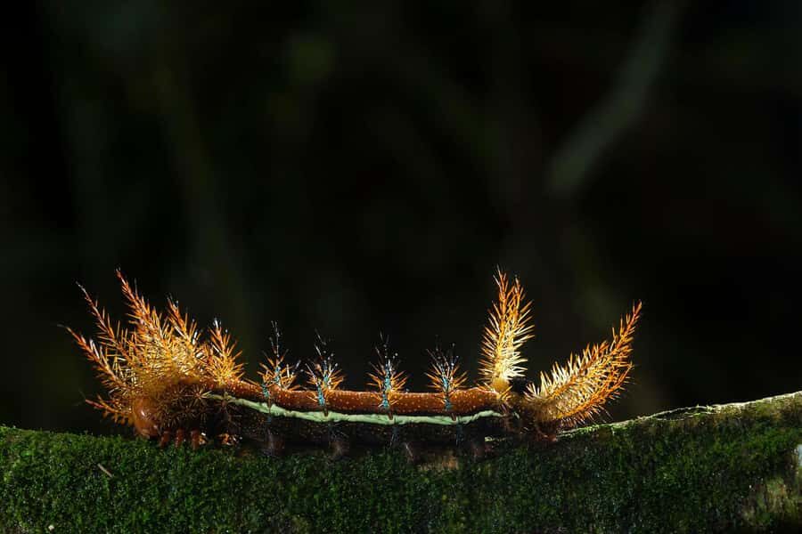 Tambopata Rainforest Night Walk & River Exploration - Small Group Size: Why Up to 6 People Works Better at Night