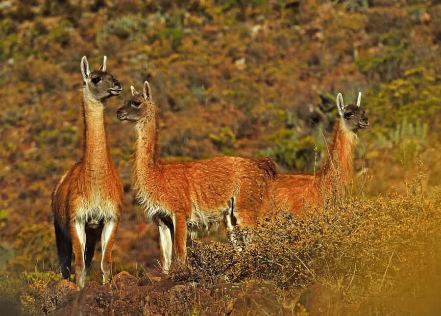 Tour Fullday Colca Canyon with Breakfast and Typical Lunch - The high-altitude nature stops: birds, alpacas, llamas, vicuñas
