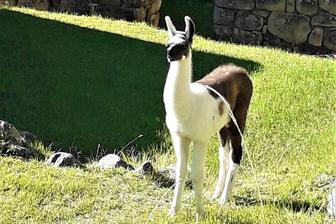 Ultimate Lares Trek & Inca Trail 5 days - Day 1: Hot springs, Kiswarani village, and a camp by a blue lake