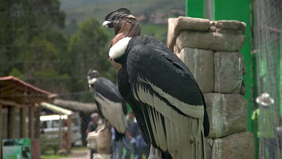Visit to the Cochahuasi Animal Sanctuary with rescued animal - Key Points Before You Go