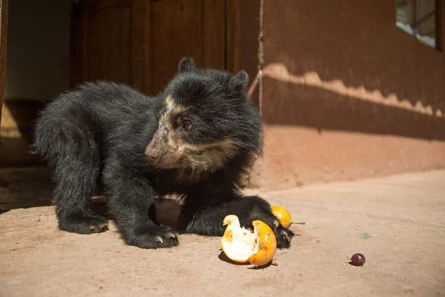 Visit to the Cochahuasi Animal Sanctuary with rescued animal - Cochahuasi Sanctuary Timing: Cusco Pickup to VIP Animal Houses