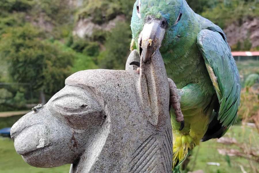 Visit to the Cochahuasi Animal Sanctuary with rescued animal - Education and Conservation: Why This Sanctuary Has a Mission