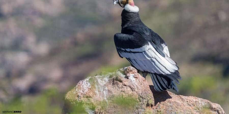 Visit to the Cochahuasi Animal Sanctuary with rescued animal - Who Should Book Cochahuasi Sanctuary—and Who Might Prefer Another Option