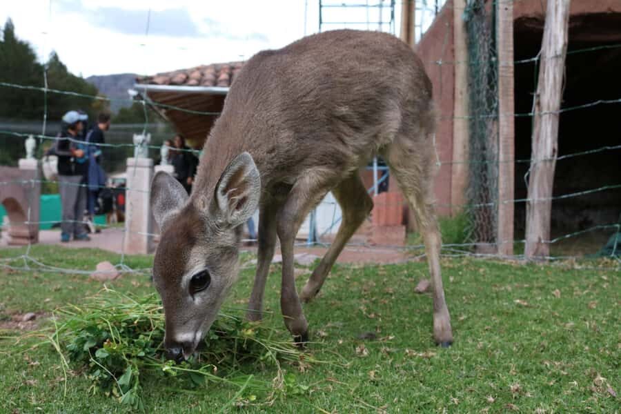 Visit to the Cochahuasi Animal Sanctuary with rescued animal - FAQ