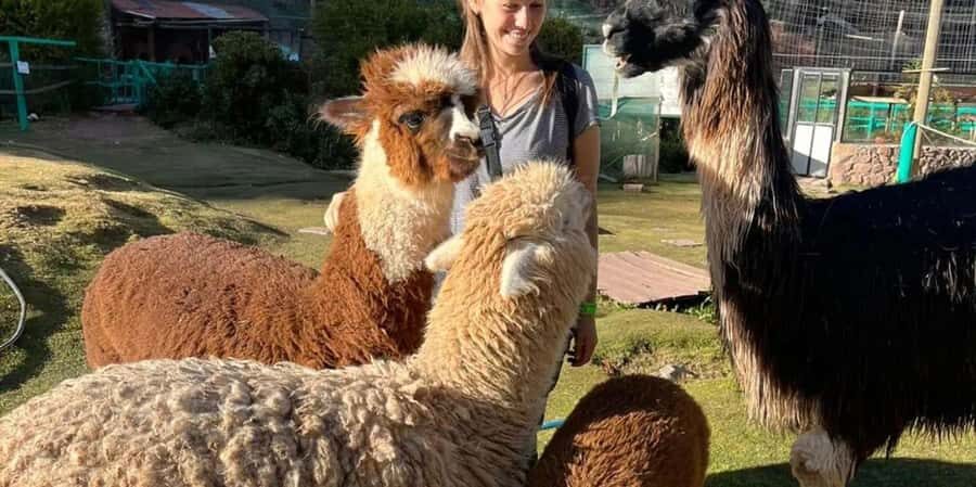 Visit to the Cochahuasi Animal Sanctuary with rescued animal - The Animals You’ll Meet: Bears, Pumas, Macaws, and More