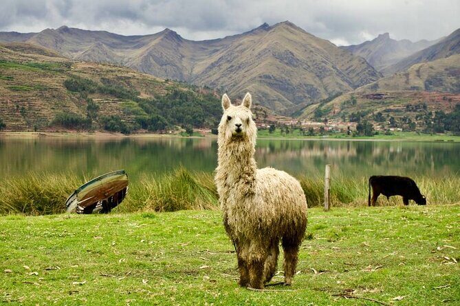 Wonderful Cusco 5-Day Tour with Entrance to Machupicchu - Day 5: Morning Cusco breakfast and transfer to the airport