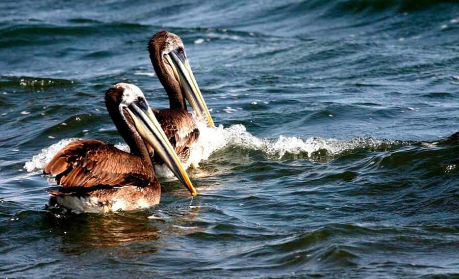 Wonders of Paracas: Ballestas Islands and National Reserve - How This One-Day Paracas Trip Works From Ica